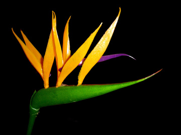 BLÜTE