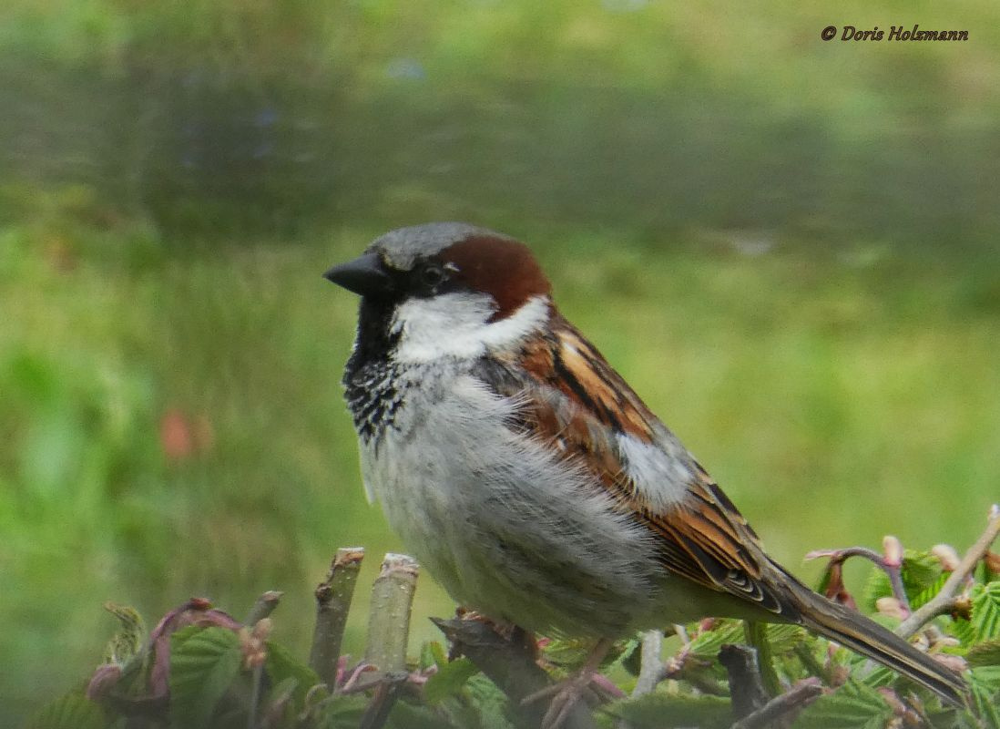 sparrow