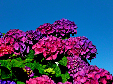 BLÜTEN