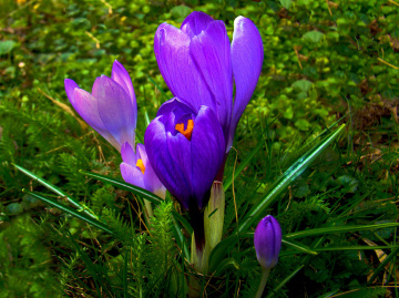 BLÜTEN