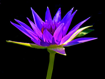 BLÜTE