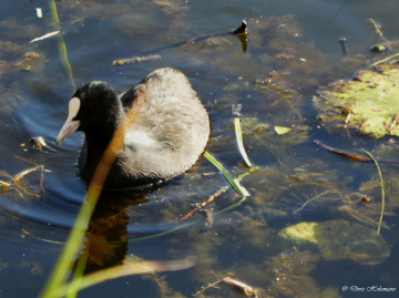 Eurasian Coot