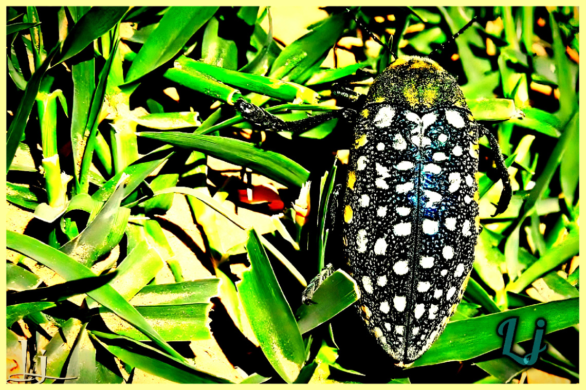 Shy beetle ❤️⚜❤️
