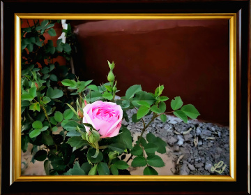 Pink Rose ❤️⚜❤️