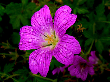 BLÜTE