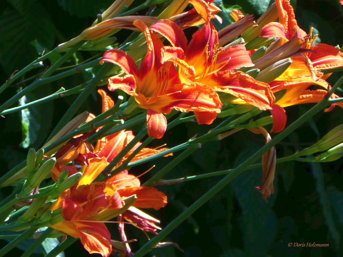 orange day-lily (Hemerocallis fulva)
