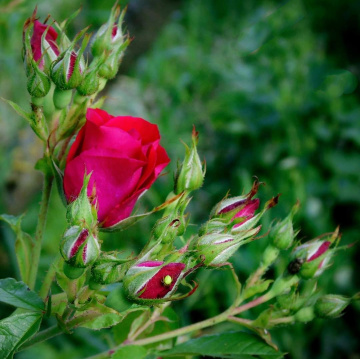 THE BUSH OF ROSES