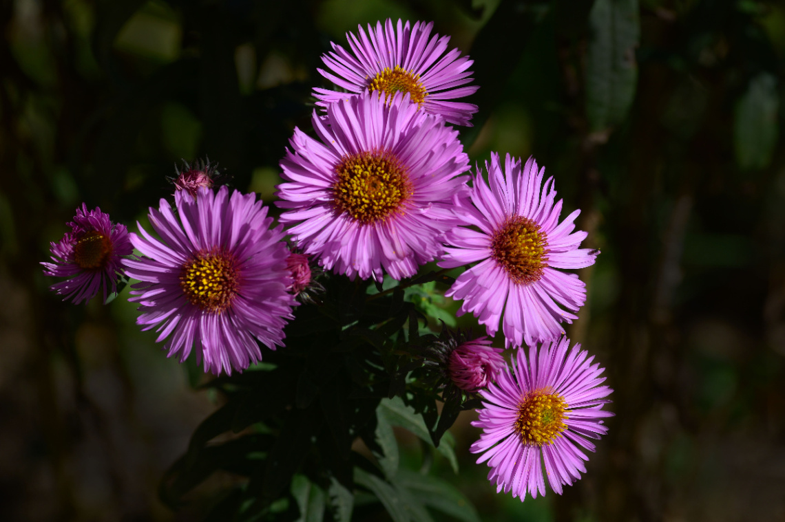 BLÜTEN