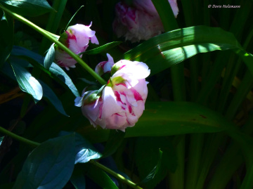 blossoms
