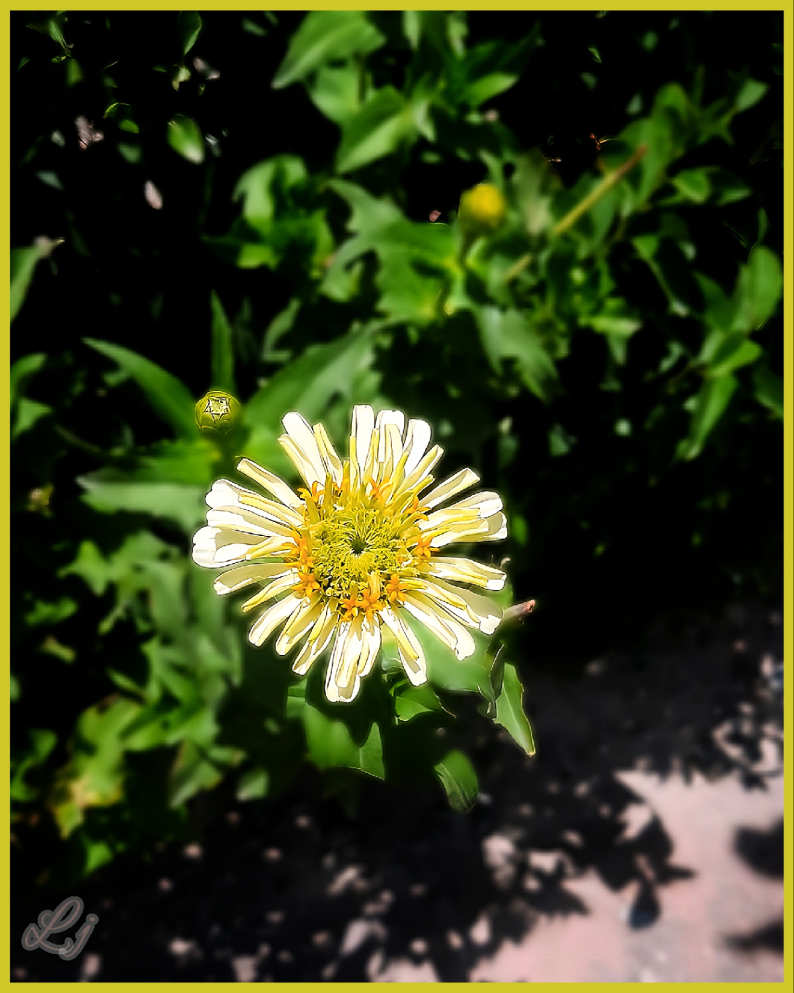 Zinnia ⚜⚜