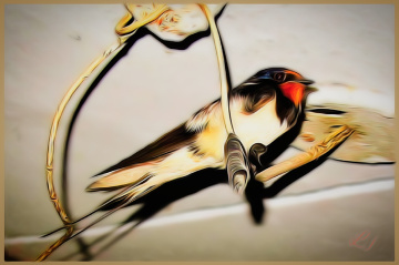 Swallow ⚜
