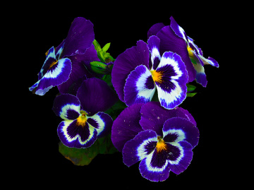 BLÜTEN