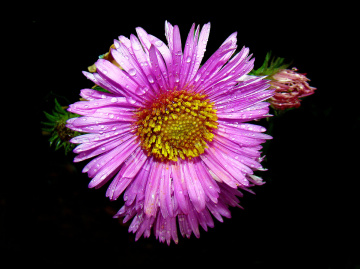 BLÜTE