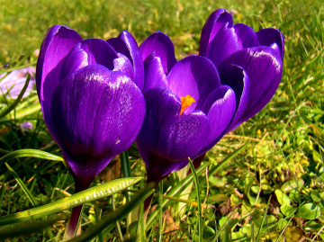 BLÜTEN
