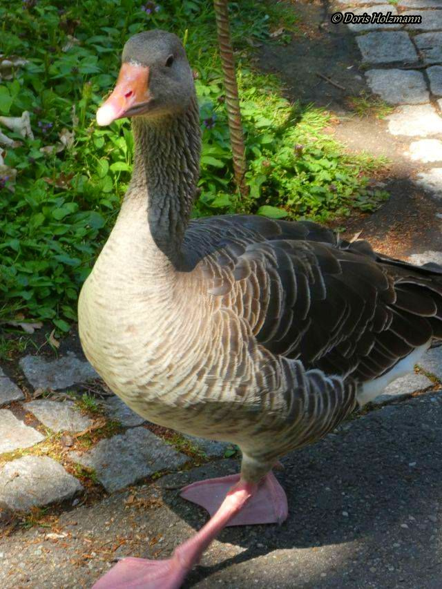 Goose