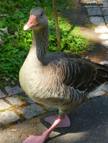 Goose