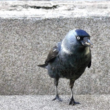 JACKDAW