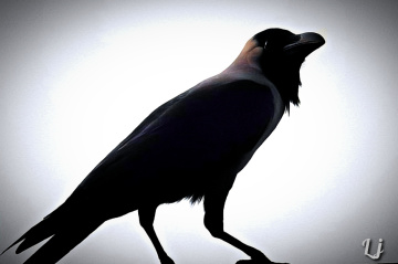 Crow ⚜