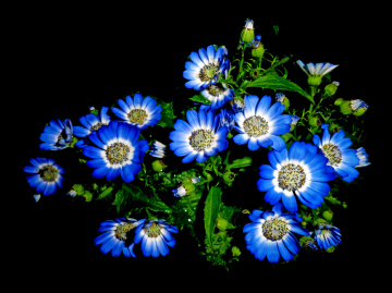 BLÜTEN