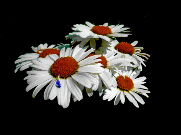 BLÜTEN