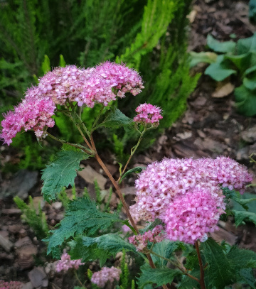 PINK BEAUTY
