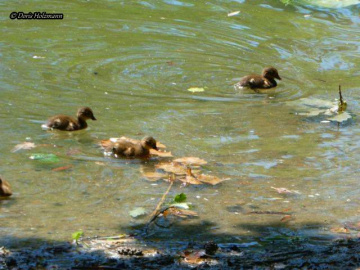 young ducks