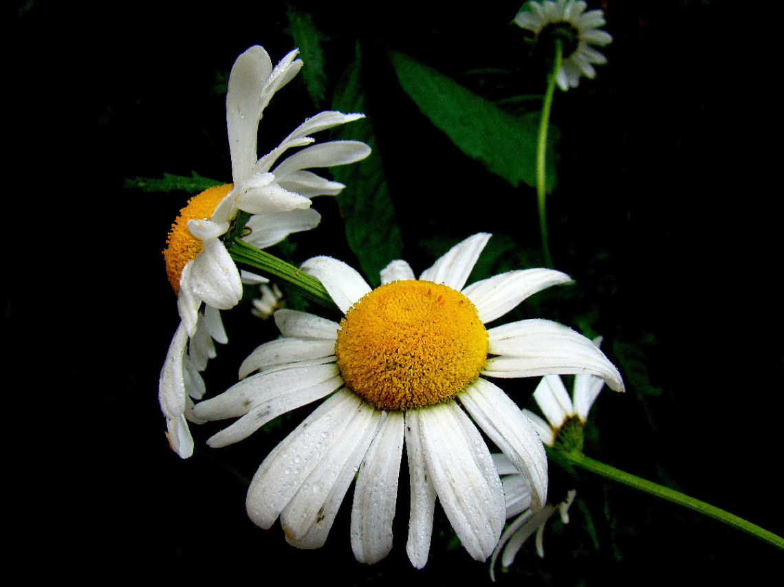 BLÜTEN