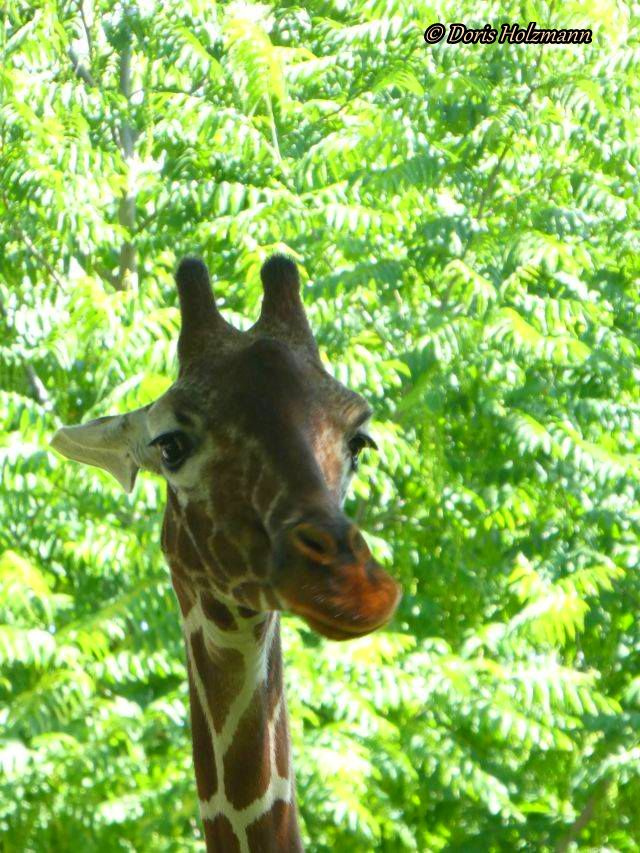 Giraffe
