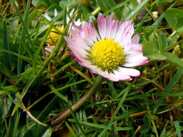 BLÜTE
