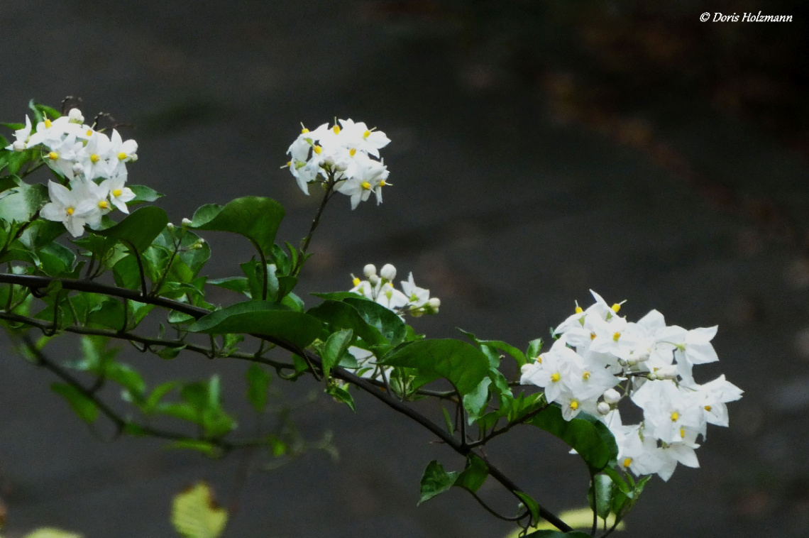 blossoms