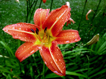 BLÜTE