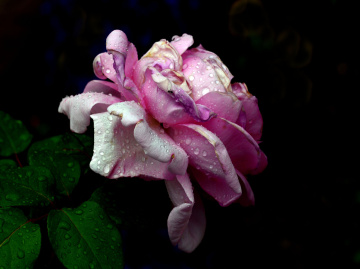 BLÜTE