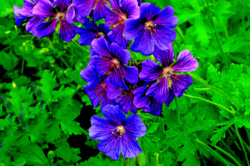 BLÜTEN
