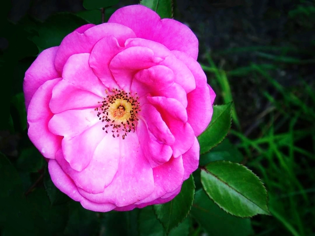 DOG ROSE