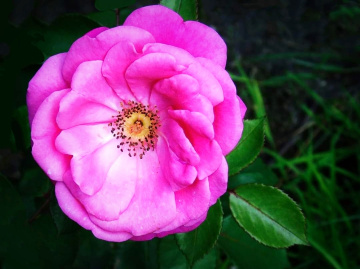 DOG ROSE