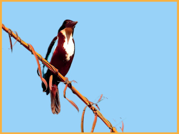 Kingfisher ❤️⚜❤️