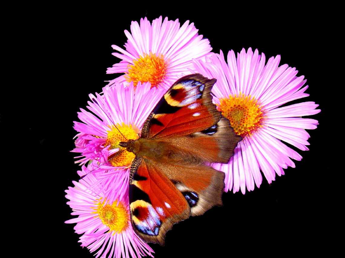 SCHMETTERLING