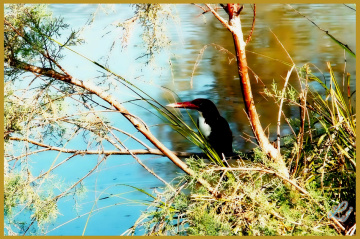 Kingfisher ❤️⚜⚜❤️