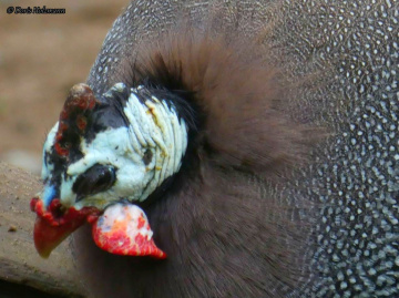 Guineafowl (Numididae)
