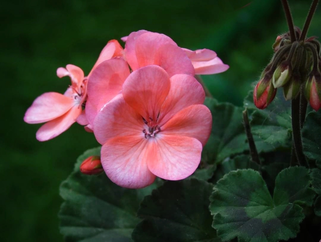 GERANIUM 