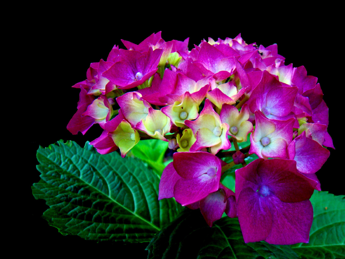 BLÜTEN