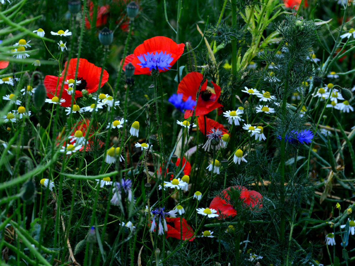 BLÜTEN