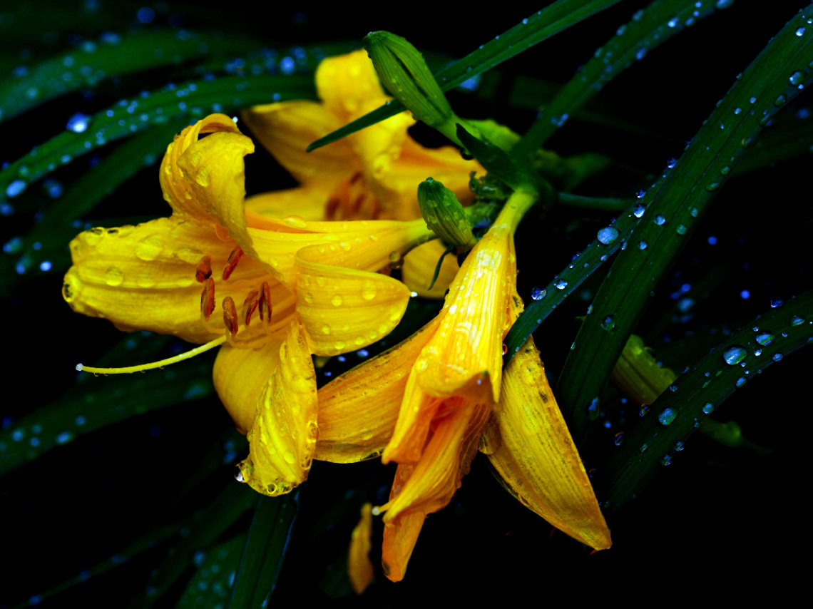 BLÜTEN