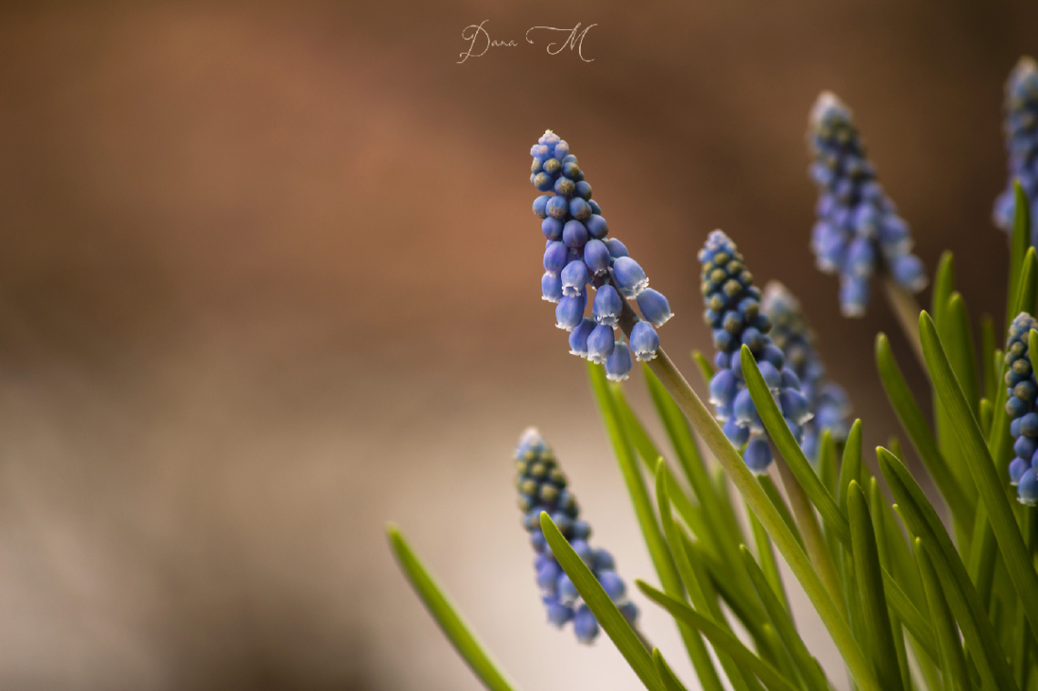 Muscari flowers