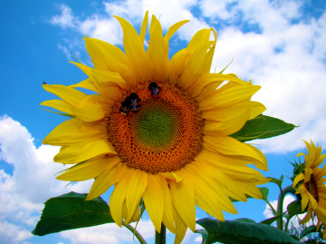 BLÜTE