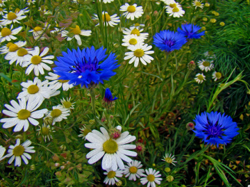 BLÜTEN