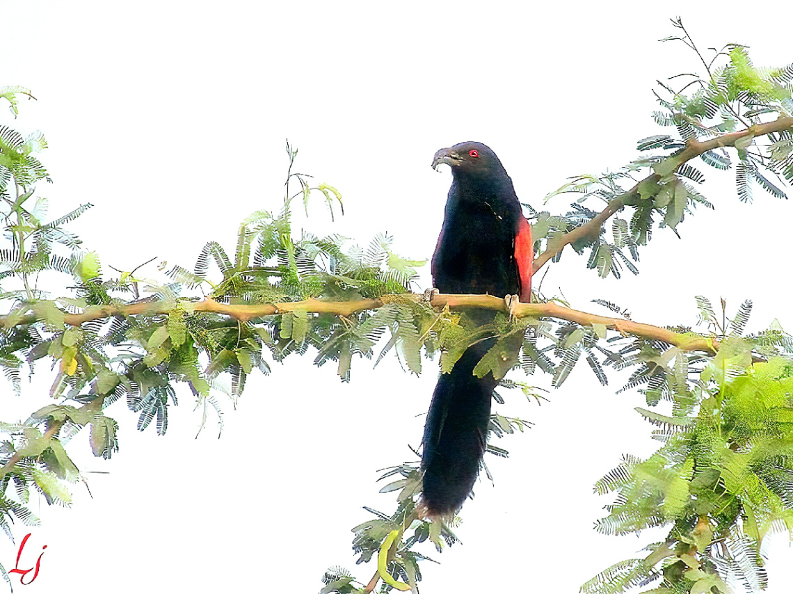 Koel ❤️⚜❤️