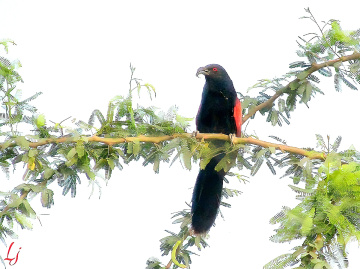 Koel ❤️⚜❤️