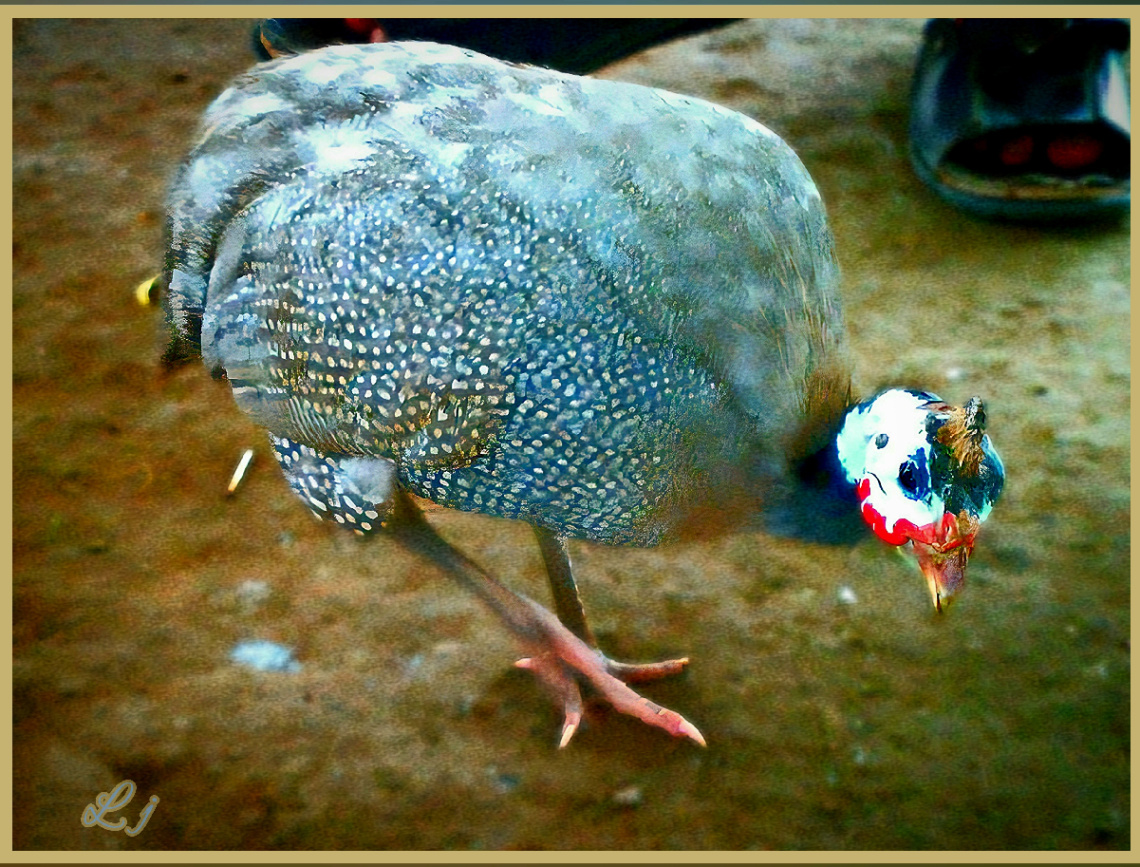 Guineafowl ⚜⚜