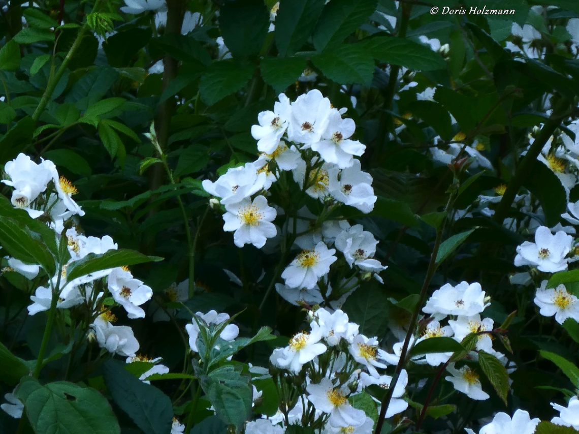 blossoms